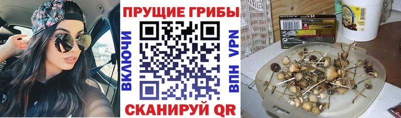 Галлюциногенные грибы прущие грибы  Пустошка 